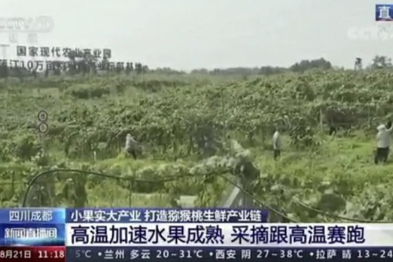 央視新聞中的天然蕓苔素、生物農(nóng)藥助力綠色農(nóng)業(yè)、品牌農(nóng)產(chǎn)品更有價值