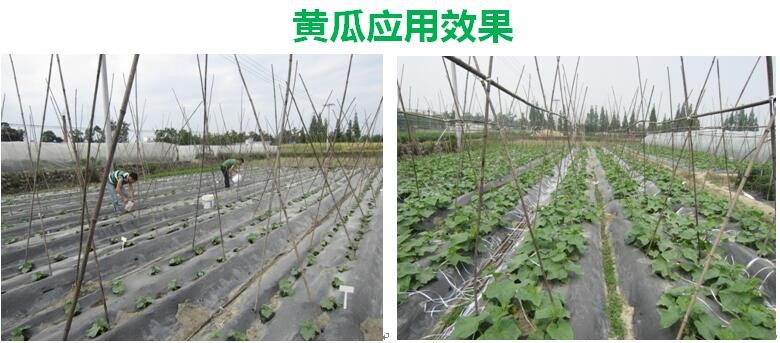 氨基寡糖素 - 植物的免疫衛(wèi)士，根結(jié)線蟲的克星