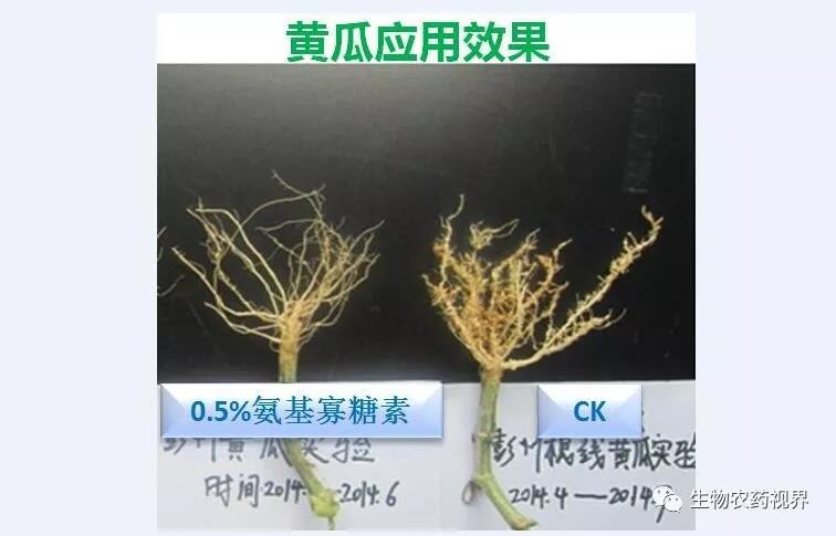 氨基寡糖素 - 植物的免疫衛(wèi)士，根結(jié)線蟲的克星