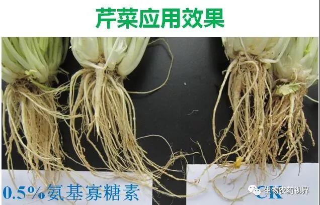 氨基寡糖素 - 植物的免疫衛(wèi)士，根結(jié)線蟲的克星