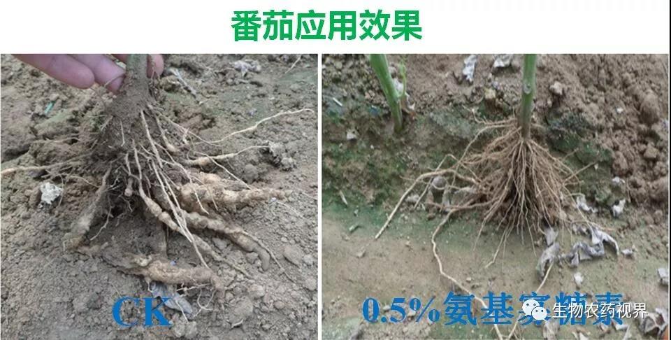 氨基寡糖素 - 植物的免疫衛(wèi)士，根結(jié)線蟲的克星