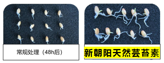小麥拌種選新朝陽(yáng)天然蕓苔素，讓小麥高產(chǎn)贏在起跑線上！（小麥在什么時(shí)候用蕓苔素效果最佳）