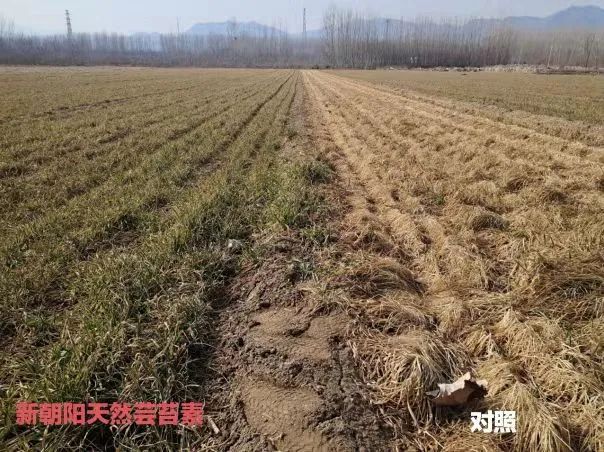 小麥拌種選新朝陽(yáng)天然蕓苔素，讓小麥高產(chǎn)贏在起跑線上?。ㄐ←溤谑裁磿r(shí)候用蕓苔素效果最佳）